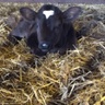 gilcombefarm.co.uk
