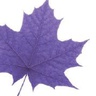 wlu.ca