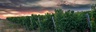 vinelandnj.com