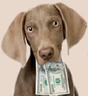 dogtime.com
