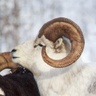 yukon-news.com