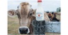 wainwrightdairy.com
