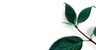 bobolink.co