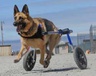 handicappedpets.com