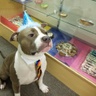 pawtyexpress.com