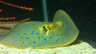 livingartaquarium.com