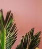palmawellness.com
